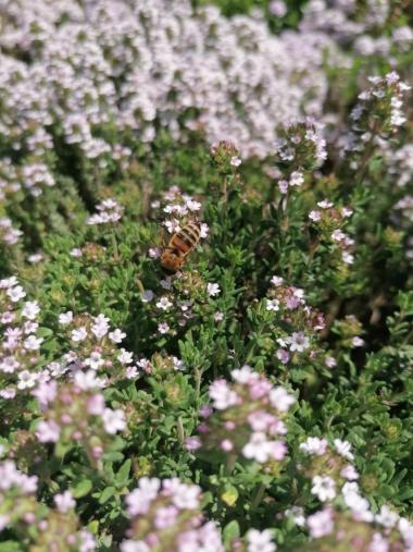 Eine Biene in der Kräuterblüte