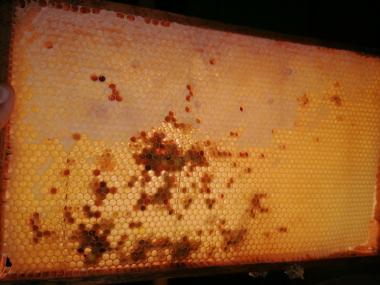 Honigwabe mit Pollen 