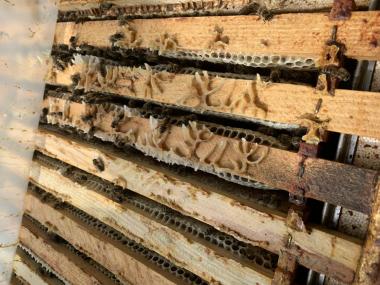 Bienen als Volk auf Waben