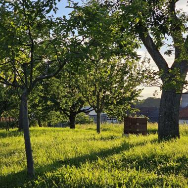 Obstwiese in der Abendsonne
