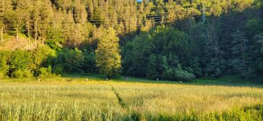 Bienenstand bei Oberau