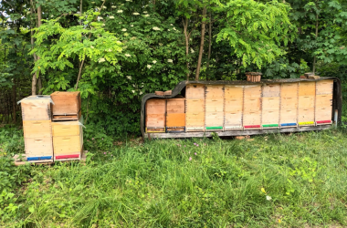 An einem unserer sorgfältig ausgewählten Waldbienenstände sammeln unsere fleißigen Bienen den köstlichen und aromatischen Waldhonig. Dieser Honig zeichnet sich durch seine dunkle Farbe und seinen intensiven, würzigen Geschmack aus.