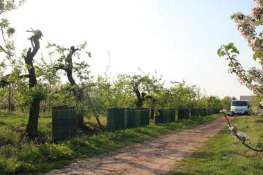 Auf Reisen mit den Bienen