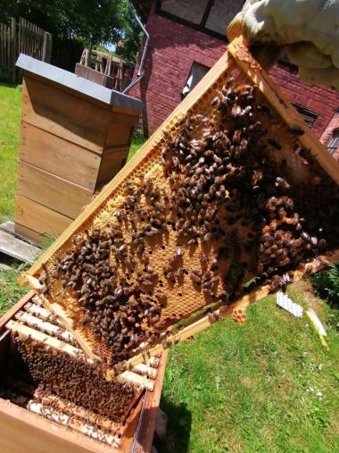 Bienen auf einer Brutwabe