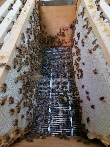 Honigwaben mit Bienen