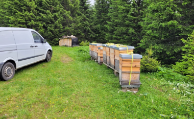 Ende Juni beginnt für einen kleinen Teil unserer Bienenvölker eine besondere Reise: Sie ziehen in die hochgelegenen Regionen der Steiermark auf 1600 Metern. Hier oben, inmitten der unberührten Natur, gedeihen die Alpenrosen und bieten unseren Bienen eine einzigartige Nahrungsquelle. Damit wir den seltenen und köstlichen Alpenrosenhonig ernten können, müssen die Wetterbedingungen perfekt sein. Nur unter optimalen Bedingungen kann dieser exquisite Honig mit seinem charakteristischen, blumigen Aroma und seiner