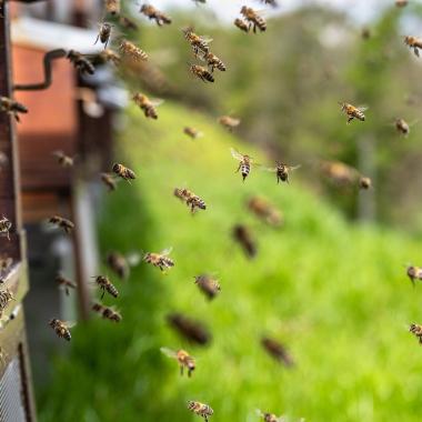 Bienen