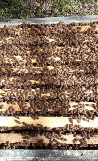 Vitales Bienenvolk im Frühjahr