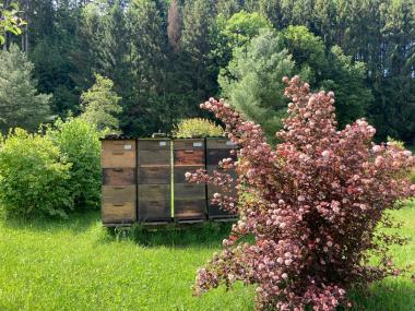 Bienenvölker am Waldrand