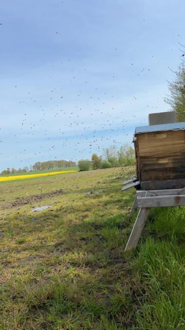 Bienenflug zur Rapsblüte