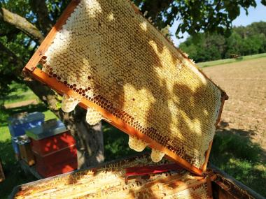 Bienenwabe zur Ernte