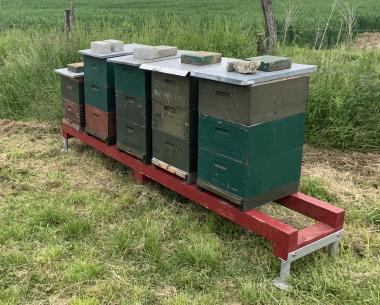 Bienenstand