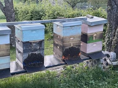 Mein Bienenstand auf der Obstwiese