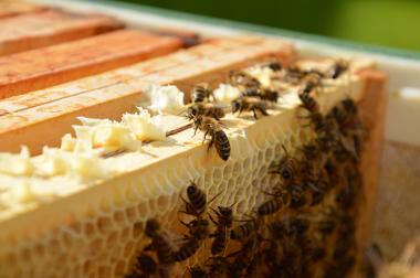 Bienen bei der Arbeit