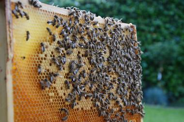 Bienenbrut