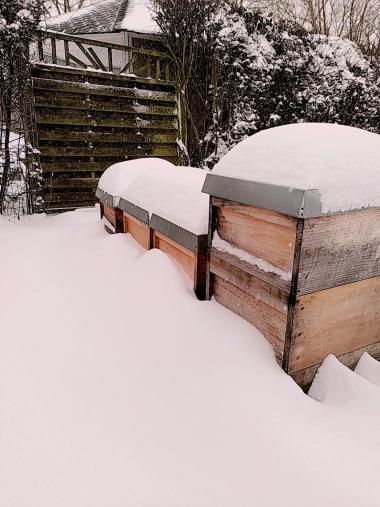 Bienen im Schnee