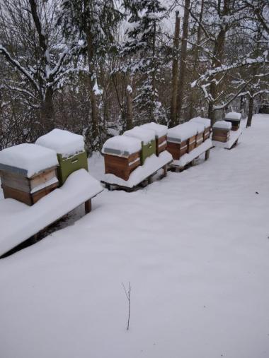 Meine Bienen machen eine Winterpause