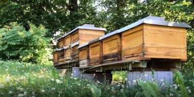 Bienenstand