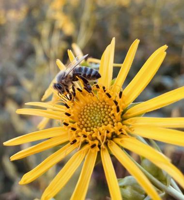 Eine unserer Honigbienen auf der Silphieblüte