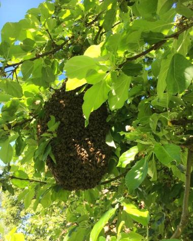 Bienenschwarm
