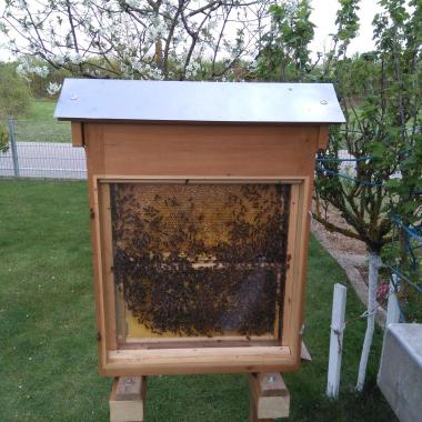 Bienen im Schaukasten