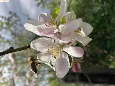 Eine unserer Bienen auf der Suche nach Nektar und Pollen