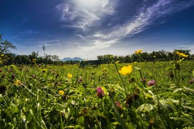 saftige Allgäuer Wiese - perfekt für unsere Bienen