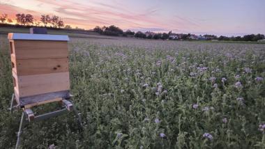 Phacelia Feld