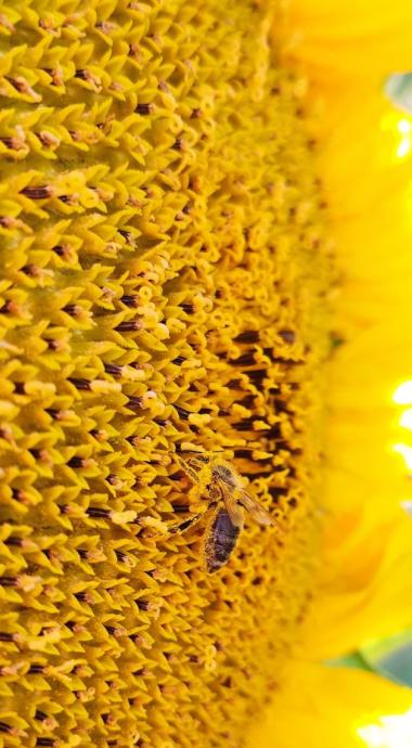 Schnappschuss auf der Sonnenblume