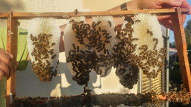 Bienen erzeugen Wachs und bauen die Waben aus
