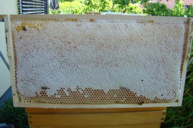 Fertig verdeckelter = reifer Honig