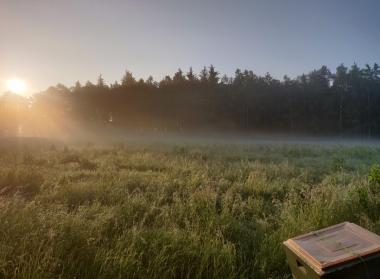 Honigernte in der Morgendämmerung