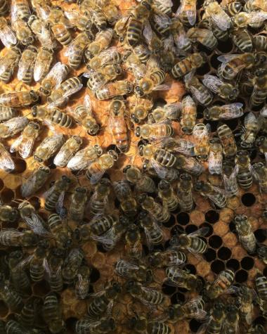 Eine wunderschöne Königin umringt von ihrem Hofstaat