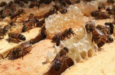 Bienen bei der Arbeit 