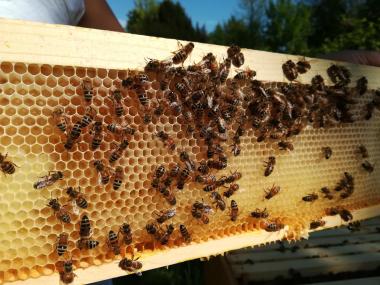 Bienen auf der Wabe
