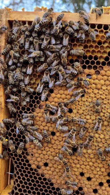 Fließige Bienen am Brutrahmen