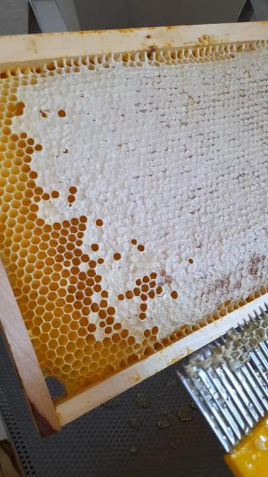 die Honigwabe ist bereit zum ernten!