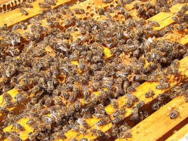 Bienen bei der Arbeit 