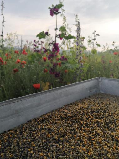 Blütenpollen