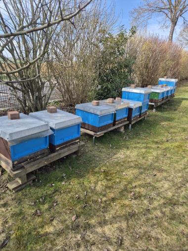Meinen Bienenstand