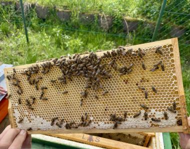 Bienen auf einem Honigrähmchen