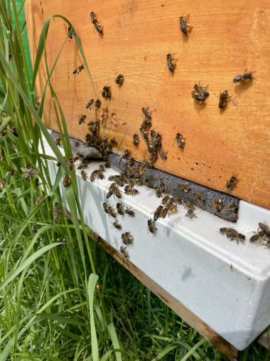 Bienen vor dem Flugloch