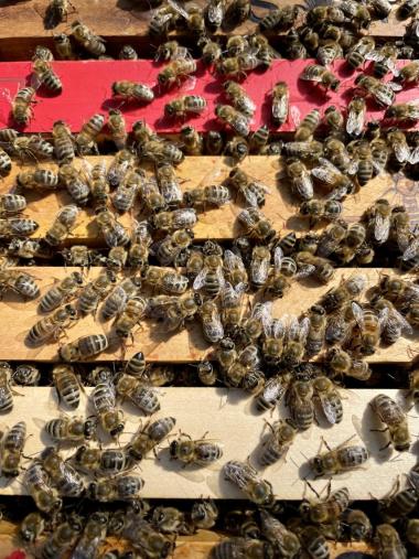 Bienen auf den Rähmchen