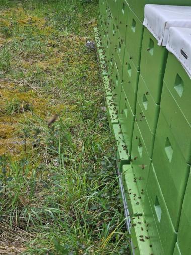 Imkerei Rogalski, Bienenstand