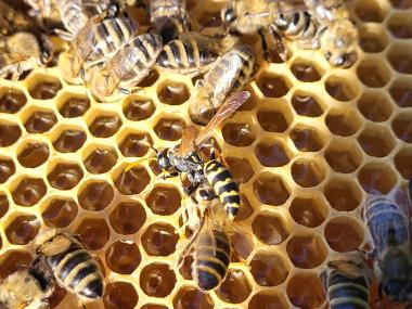 Ein seltenes Bild: Polistes dominula nutzt die Durchsicht, um ein wenig zu Naschen ♥️