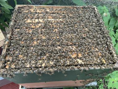 Fleißige Bienen