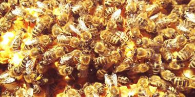 Informationsweitergabe zwischen den Bienen. 