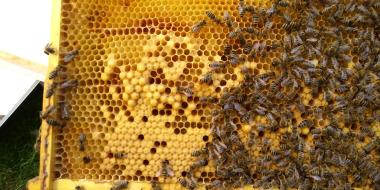 Das Bienenvolk bei der Brutpflege.