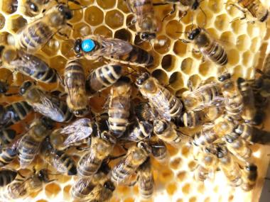 Bienen auf der Wabe