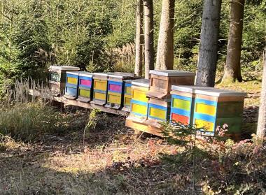 Mehrere bunt bemalte Bienenstöcke unserer Imkerei stehen in einer Reihe zwischen Bäumen.